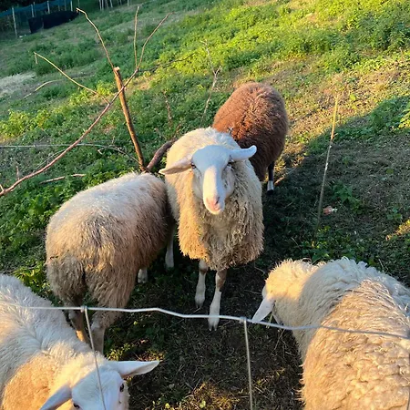 Papa Franks House * Ptuj