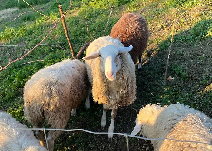 Papa Franks House * Ptuj